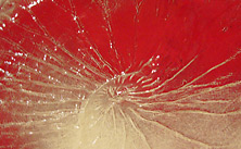 Céramique rouge - Martine Ménard Céramique rouge - Martine Ménard