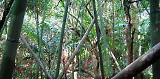 bibol - Bambou