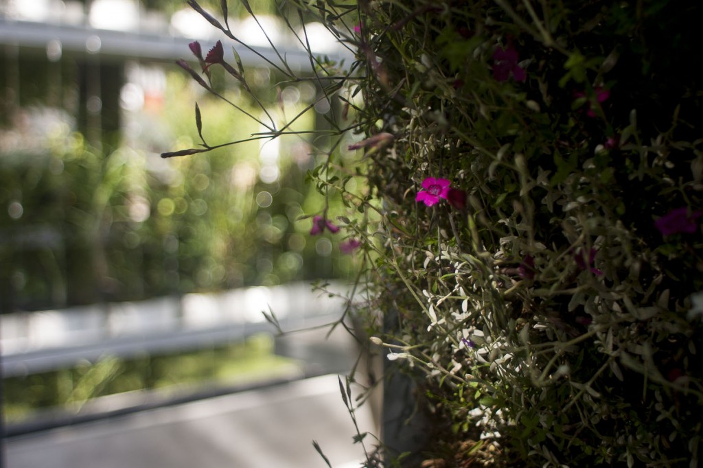 Jardins, jardin aux Tuileries 2014