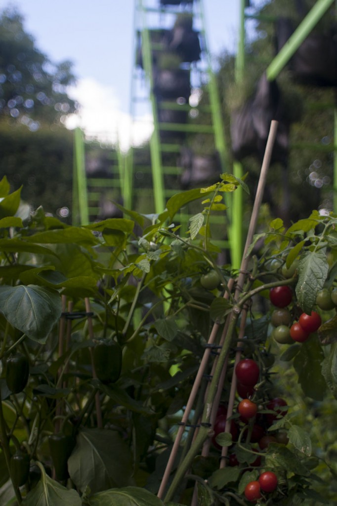 Jardins, jardin aux Tuileries 2014