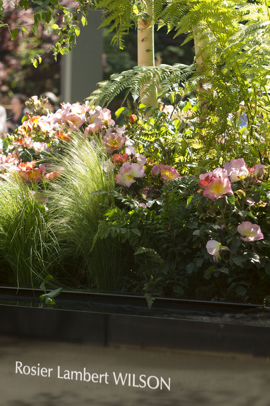 Le nouveau Rosier Lambert Wilson par Truffaut - Jardins Jardin 2015 aux Tuileries - Paris