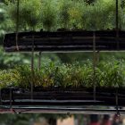 Jardins, jardin aux Tuileries 2016, les tendances pour bien vivre la nature en ville