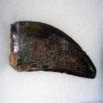 Dents de dinosaures et fossiles en promo !